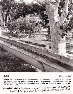Algerie propagande 050